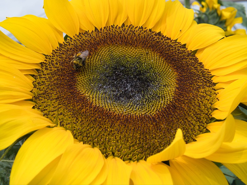 sunflower